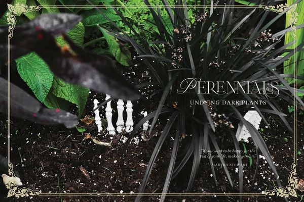 Produktbild: Darkness in Bloom