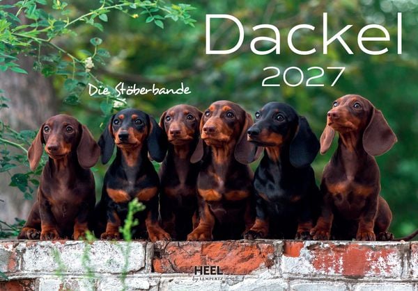 Produktbild: Dackel 2027 Wandkalender Hundekalender
