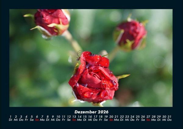 Produktbild: Rosen-Kalender 2026 Fotokalender DIN A4