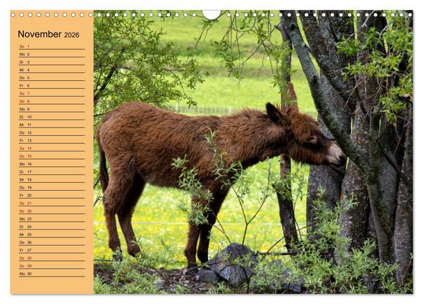 Produktbild: Liebenswerte Esel (Wandkalender 2026 DIN A3 quer), CALVENDO Monatskalender