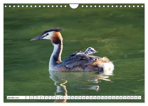 Produktbild: Oiseaux aquatiques en famille (Calendrier mural 2026 DIN A4 vertical), CALVENDO calendrier mensuel
