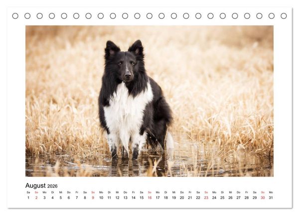 Produktbild: Herzensshelties - Shetland Sheepdogs (Tischkalender 2026 DIN A5 quer), CALVENDO Monatskalender