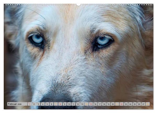 Produktbild: Huskies - Schlittenhunde (Wandkalender 2026 DIN A2 quer), CALVENDO Monatskalender