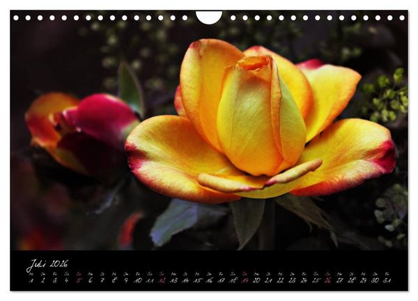 Produktbild: Rosen Romanze - Visuelle Musik (Wandkalender 2026 DIN A4 quer), CALVENDO Monatskalender