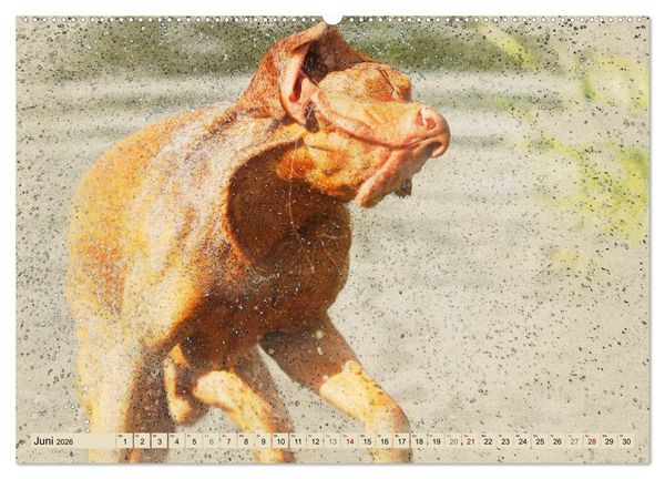 Produktbild: Magyar Vizsla 2026 (hochwertiger Premium Wandkalender 2026 DIN A2 quer), Kunstdruck in Hochglanz