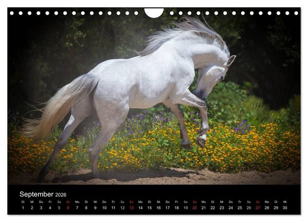 Produktbild: Spaniens stolze Pferde (Wandkalender 2026 DIN A4 quer), CALVENDO Monatskalender