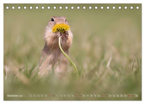 Produktbild: Zauberhafte Ziesel (Tischkalender 2026 DIN A5 quer), CALVENDO Monatskalender