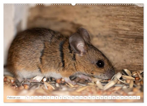 Produktbild: Die Maus im Vogelhaus (hochwertiger Premium Wandkalender 2026 DIN A2 quer), Kunstdruck in Hochglanz