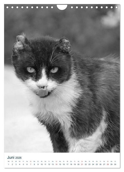 Produktbild: Wilde Katzen - Korsikas Samtpfoten (Wandkalender 2026 DIN A4 hoch), CALVENDO Monatskalender