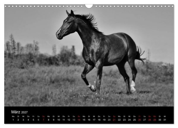 Produktbild: Pferde 2027 Wild Thing (Wandkalender 2027 DIN A3 quer), CALVENDO Monatskalender