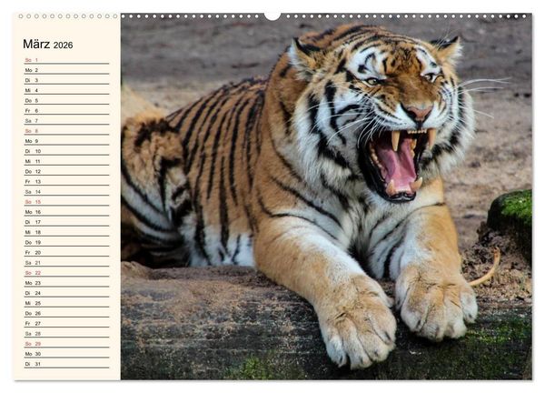 Produktbild: Tiger. Gestreift, wild und sch&ouml;n (Wandkalender 2026 DIN A2 quer), CALVENDO Monatskalender