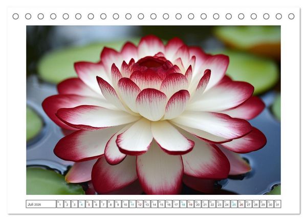 Produktbild: Lichtspiel der Seerosen (Tischkalender 2026 DIN A5 quer), CALVENDO Monatskalender