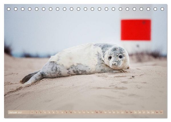 Produktbild: Kegelrobben - Die Kegelrobben von Helgoland (Tischkalender 2027 DIN A5 quer), CALVENDO Monatskalender