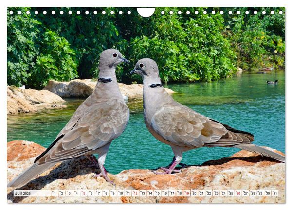 Produktbild: Wer gurrt denn da? (Wandkalender 2026 DIN A4 quer), CALVENDO Monatskalender