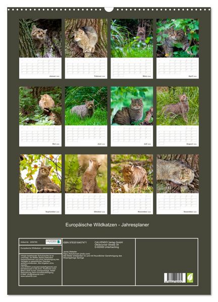 Produktbild: Europ&auml;ische Wildkatzen - Jahresplaner (Wandkalender 2026 DIN A2 hoch), CALVENDO Monatskalender