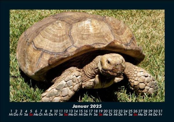 Produktbild: Schildkr&ouml;tenzauber 2025 Fotokalender DIN A5