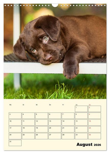 Produktbild: Familienplaner - Labrador Welpen entdecken die Welt (Wandkalender 2026 DIN A3 hoch), CALVENDO Monatskalender