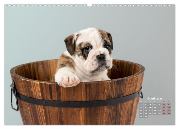 Produktbild: Old English Bulldog Welpen (hochwertiger Premium Wandkalender 2026 DIN A2 quer), Kunstdruck in Hochglanz
