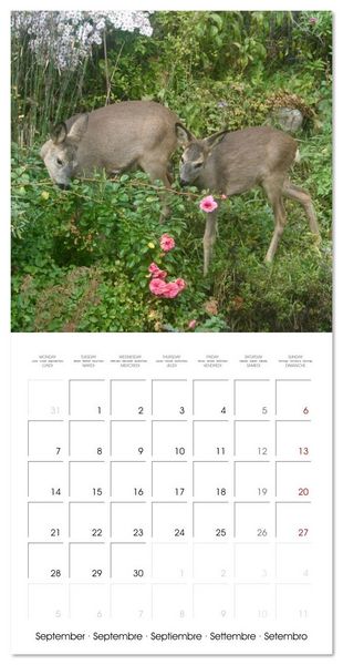 Produktbild: WILD GARDEN ANIMALS (Wall Calendar 2026 12 &times; 12 Inch) CALVENDO 12 Month Wall Calendar
