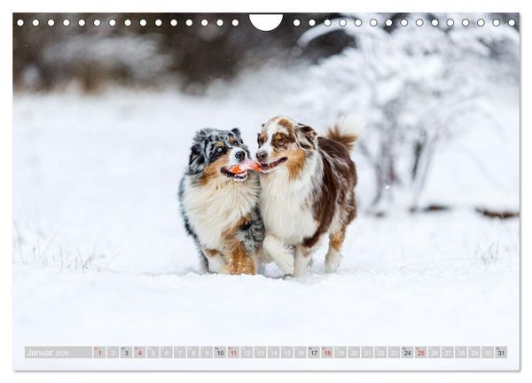 Produktbild: Australian Shepherd 2026 (Wandkalender 2026 DIN A4 quer), CALVENDO Monatskalender