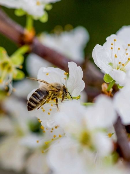 Produktbild: CALVENDO Puzzle Biene auf Obstbl&uuml;ten | 1000 Teile Lege-Gr&ouml;&szlig;e 64x48cm Foto-Puzzle f&uuml;r gl&uuml;ckliche Stunden