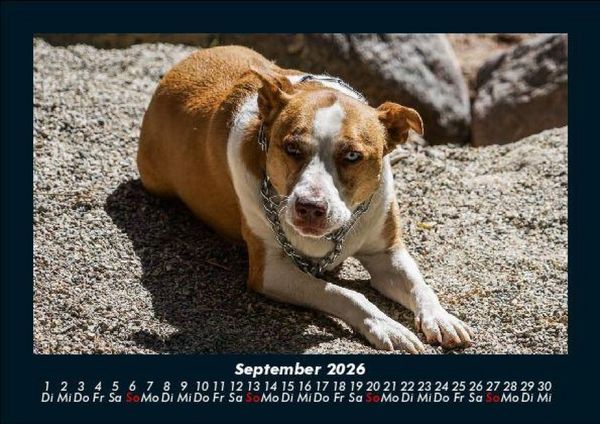 Produktbild: Hundezauber 2026 Fotokalender DIN A5