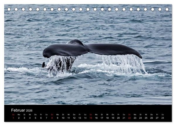 Produktbild: TRAUMZIEL ARKTIS, Impressionen vom Rand der Welt (Tischkalender 2026 DIN A5 quer), CALVENDO Monatskalender