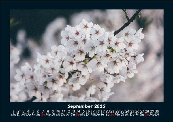 Produktbild: Blumenkalender 2025 Fotokalender DIN A5