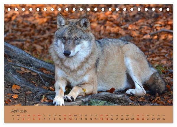 Produktbild: Begegnungen DER WOLF (Tischkalender 2026 DIN A5 quer), CALVENDO Monatskalender