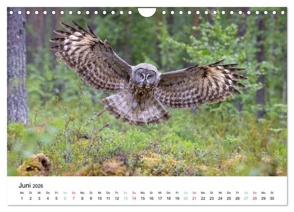 Produktbild: Tierwelt Skandinaviens (Wandkalender 2026 DIN A4 quer), CALVENDO Monatskalender