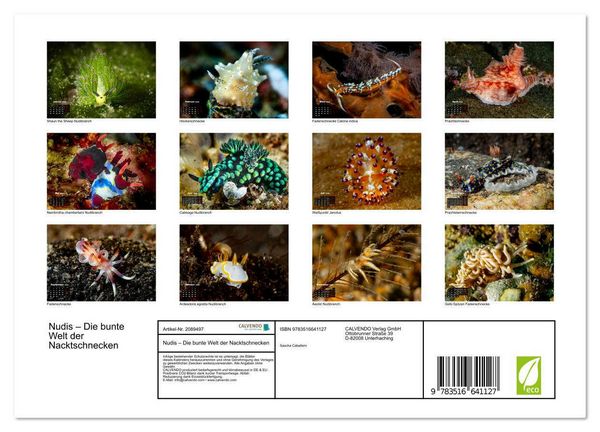 Produktbild: Nudis &ndash; Die bunte Welt der Nacktschnecken (Wandkalender 2026 DIN A4 quer), CALVENDO Monatskalender