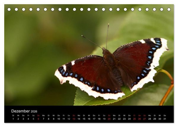 Produktbild: Heimische Schmetterlinge (Tischkalender 2026 DIN A5 quer), CALVENDO Monatskalender