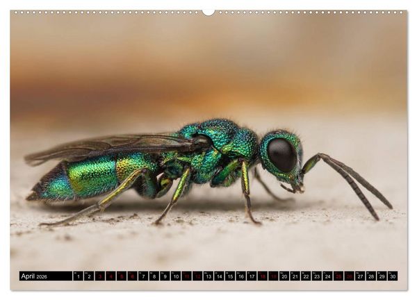 Produktbild: Faszination Makrofotografie: Wespen und Bienen (hochwertiger Premium Wandkalender 2026 DIN A2 quer), Kunstdruck in Hochglanz