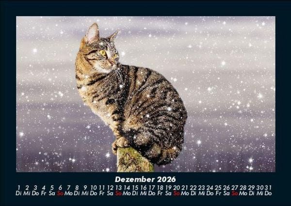 Produktbild: F&uuml;r Katzenfreunde 2026 Fotokalender DIN A5