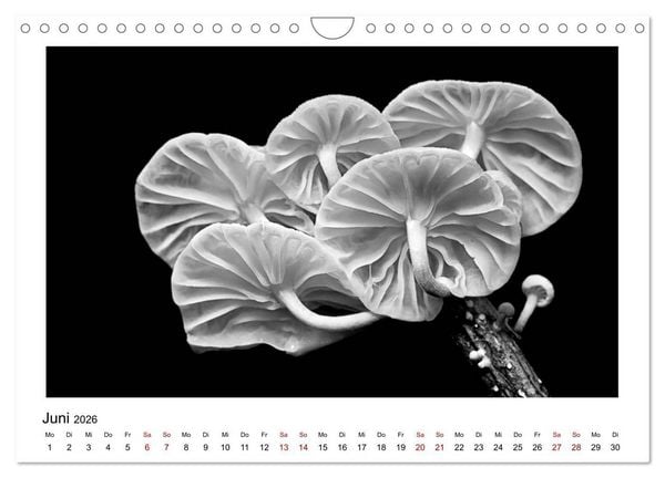 Produktbild: Die grafische Sch&ouml;nheit der Pflanzen &ndash; Schwarz-Wei&szlig; (Wandkalender 2026 DIN A4 quer), CALVENDO Monatskalender