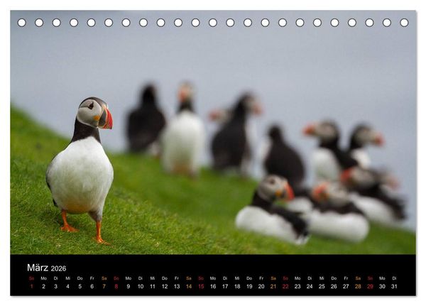 Produktbild: Welt der Papageitaucher (Tischkalender 2026 DIN A5 quer), CALVENDO Monatskalender