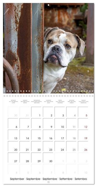 Produktbild: City dogs in the landscape park (Wall Calendar 2027 12 &times; 12 Inch) CALVENDO 12 Month Wall Calendar