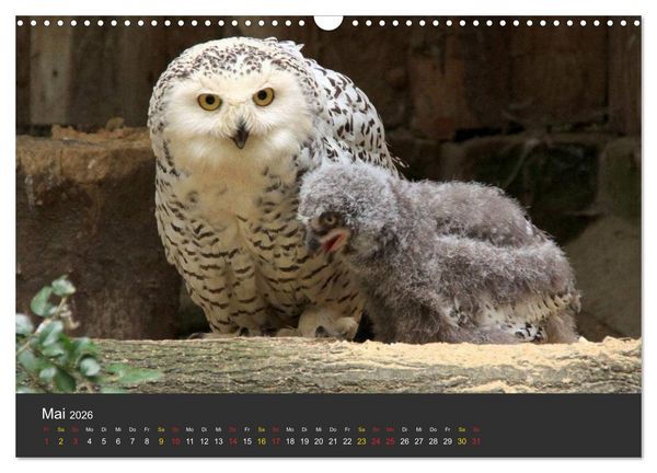 Produktbild: Tierpark-Gera (Wandkalender 2026 DIN A3 quer), CALVENDO Monatskalender