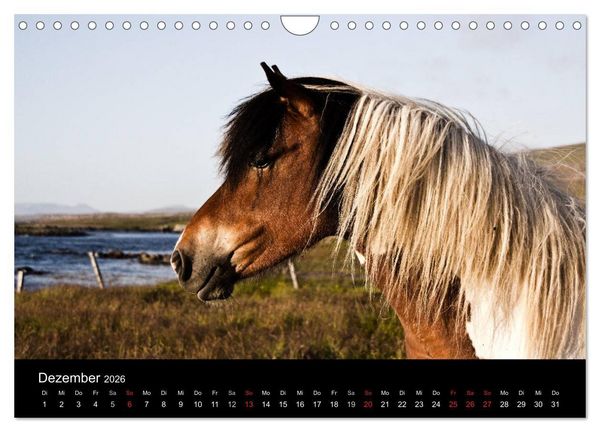 Produktbild: Islandpferde (Wandkalender 2026 DIN A4 quer), CALVENDO Monatskalender