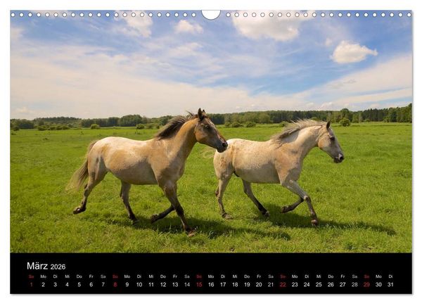 Produktbild: Wilde Pferde (Wandkalender 2026 DIN A3 quer), CALVENDO Monatskalender