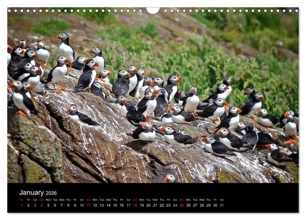 Produktbild: ATLANTIC PUFFINS OF SCOTLAND (Wall Calendar 2026 DIN A3 landscape), CALVENDO 12 Month Wall Calendar