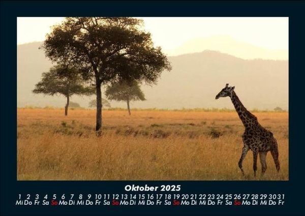 Produktbild: Giraffen 2025 Fotokalender DIN A5