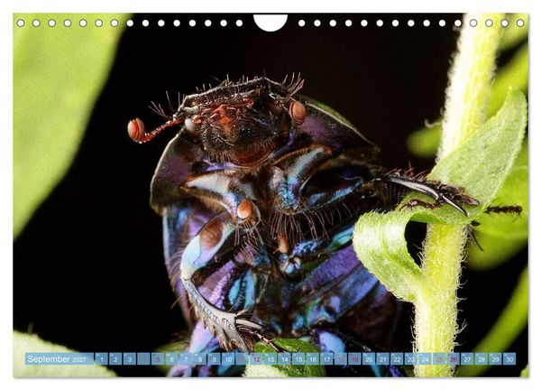 Produktbild: INSEKTENGESICHTER (Wandkalender 2027 DIN A4 quer), CALVENDO Monatskalender