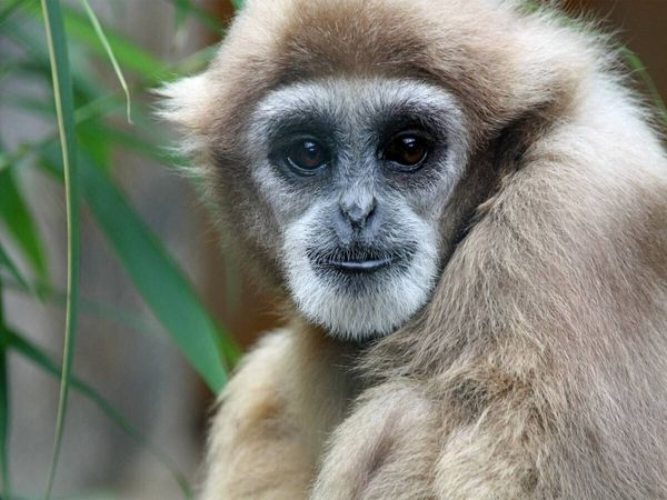 Produktbild: CALVENDO Puzzle Wei&szlig;handgibbon | 1000 Teile Lege-Gr&ouml;&szlig;e 64x48cm Foto-Puzzle f&uuml;r gl&uuml;ckliche Stunden