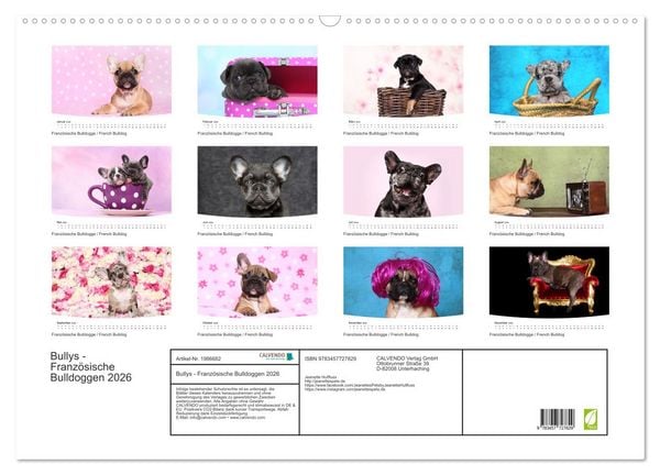 Produktbild: Bullys - Franz&ouml;sische Bulldoggen 2026 (Wandkalender 2026 DIN A2 quer), CALVENDO Monatskalender