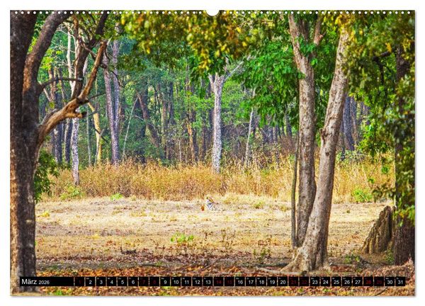 Produktbild: Indien - Im Reich des Tigers (Wandkalender 2026 DIN A2 quer), CALVENDO Monatskalender