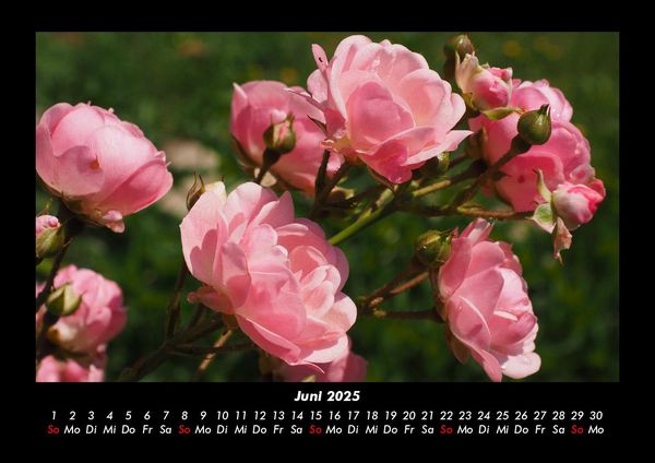 Produktbild: Rosen-Kalender 2025 Fotokalender DIN A3