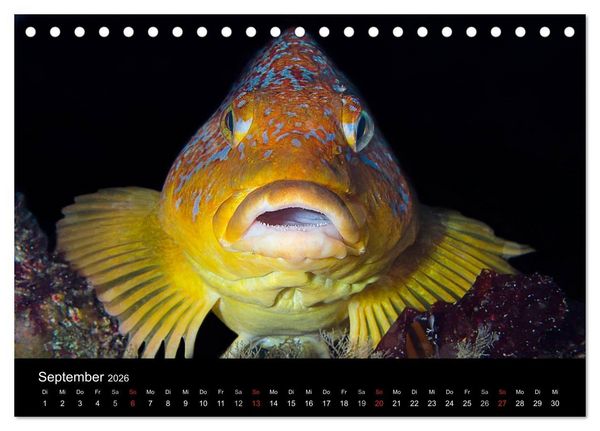 Produktbild: Unterwasser (Tischkalender 2026 DIN A5 quer), CALVENDO Monatskalender