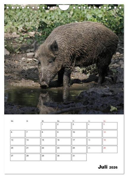 Produktbild: Der wildschweinische Terminplaner (Wandkalender 2026 DIN A4 hoch), CALVENDO Monatskalender
