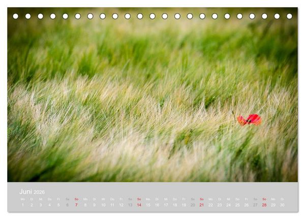 Produktbild: Zauber des Mohns (Tischkalender 2026 DIN A5 quer), CALVENDO Monatskalender